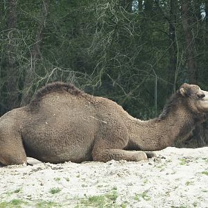 Dromedary camel (Camelus dromedarius), 2024-04-06