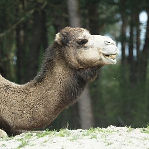 Dromedary camel (Camelus dromedarius), 2024-04-06