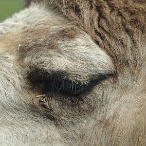 Dromedary camel (Camelus dromedarius) up close, 2024-04-06