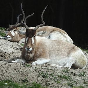 Addaxes (Addax nasomaculatus), 2024-04-06