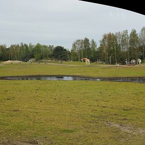 Car safari - Giraffe plains, 2024-04-06