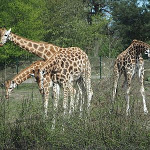 Rothschild's giraffes (Giraffa camelopardalis rothschildi), 2024-04-06