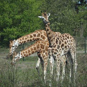 Rothschild's giraffes (Giraffa camelopardalis rothschildi), 2024-04-06