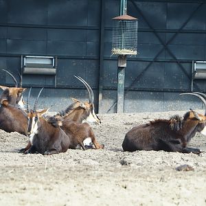 Black sable antelopes (Hippotragus niger niger), 2024-04-06