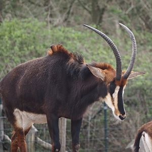 Black sable antelope (Hippotragus niger niger), 2024-04-06