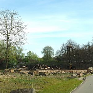 Cape buffalo paddock, separated from giraffe plains by fence in moat, 2024-04-06