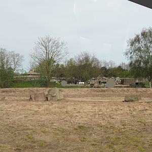 Cape buffalo paddock, separated from giraffe plains by fence in moat, 2024-04-06