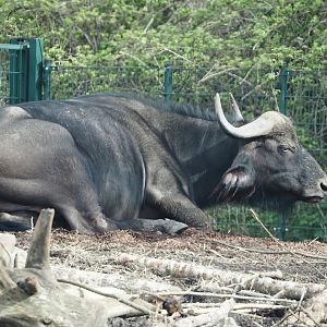 Cape buffalo (Syncerus caffer caffer), 2024-04-06