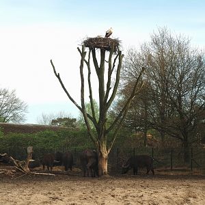 European white stork nest on dead tree in Cape buffalo paddock, 2024-04-06