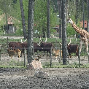 Different animal species in the Safari resort savanna exhibit, 2024-04-06