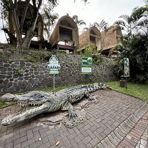 Saltwater Crocodile Statue