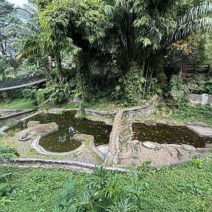 Multiple Saltwater Crocodile Exhibits