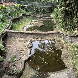 Multiple Saltwater Crocodile Exhibits