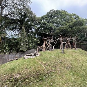 Bornean Orangutan Exhibit