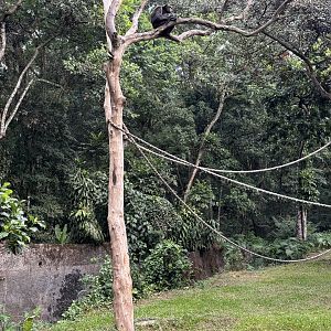 Chimpanzee in tree