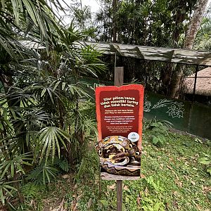 Want to pet a python?