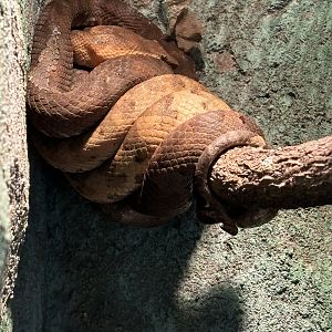Trimeresurus puniceus