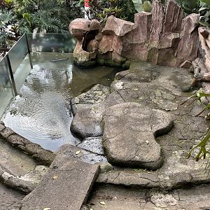 Pygmy Hippo Exhibit #2