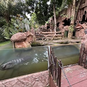 Pygmy Hippo Exhibit #2