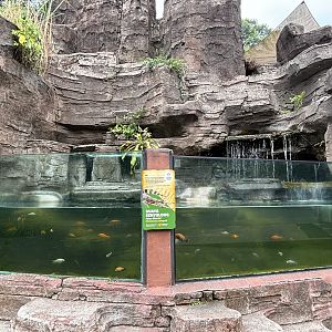 False Gharial Exhibit - Aquatic Land