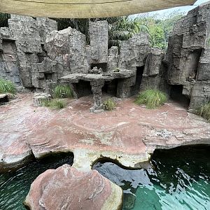 Harbour Seal Exhibit - Aquatic Land