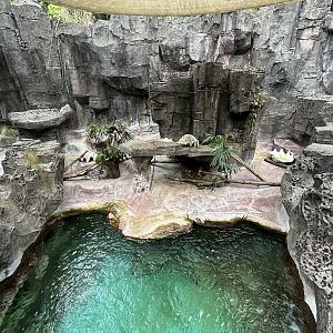 Small-clawed Otter Exhibit - Aquatic Land