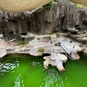 Humboldt Penguin Exhibit - Aquatic Land