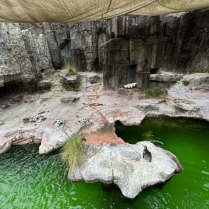 Humboldt Penguin Exhibit - Aquatic Land