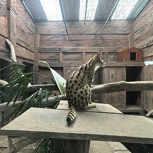 Serval Exhibit #2