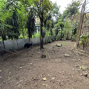Southern Cassowary Exhibit - Bird Forest