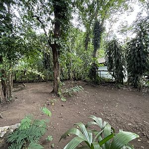 Southern Cassowary Exhibit - Bird Forest