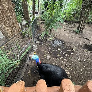 Want to pet a Cassowary? - Bird Forest