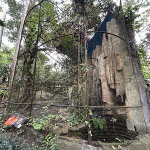 Javan Hawk Eagle Aviary #1 - Bird Forest