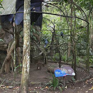 Victoria Crowned Pigeon Aviary - Bird Forest