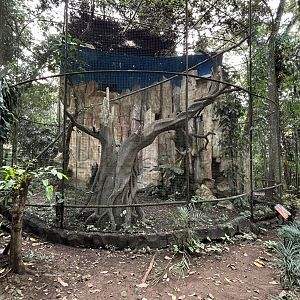 Javan Hawk Eagle Aviary #1 - Bird Forest