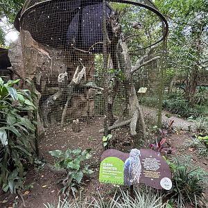 Changeable Hawk Eagle Aviary - Bird Forest