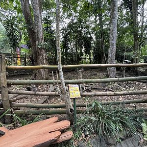 Northern Cassowary Exhibit - Bird Forest