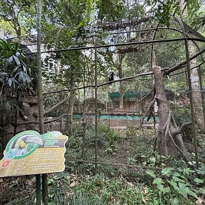 Wreathed Hornbill Aviary #1 - Bird Forest