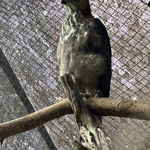 Changeable Hawk Eagle - Bird Forest