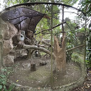 White-bellied Sea Eagle Aviary #1 - Bird Forest