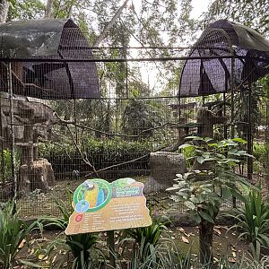 Blue-and-yellow Macaw Aviary #1 - Bird Forest