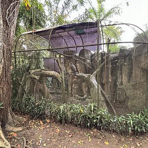 Javan Hawk Eagle Aviary #2 - Bird Forest