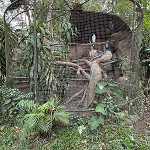 White-bellied Sea Eagle Aviary #2 - Bird Forest