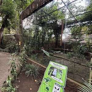 Brahminy Kite Aviary - Bird Forest