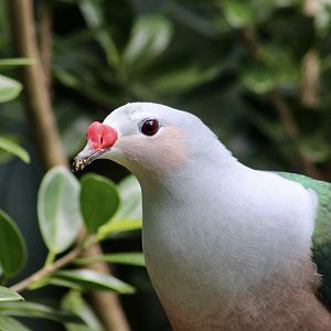 Red-Knobbed Imperial Pigeon (Ducula rubricera)
