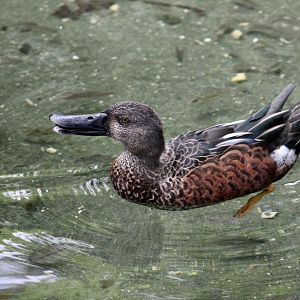 New Zealand Shoveler (Spatula rhynchotis variegata) male