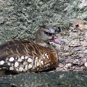 Spotted Whistling Duck (Dendrocygna guttata)