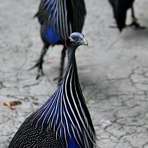 Vulturine Guineafowl (Acryllium vulturinum)