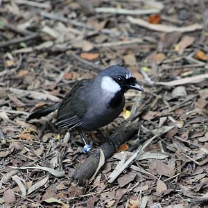 Black-Throated Laughingthrush (Pterorhinus chinensis)