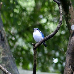 Collared Kingfisher (Todiramphus chloris)